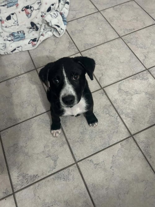 Photo of Pineapple, adoptable Labrador Retriever in Plainfield, Illinois