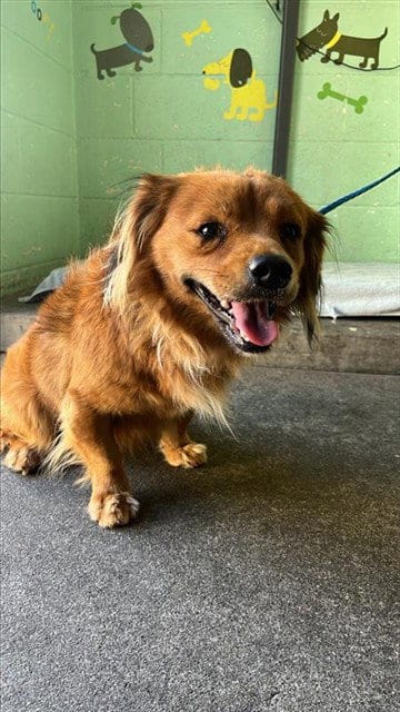 Photo of Chili, adoptable Cavalier King Charles Spaniel in Sacramento, California
