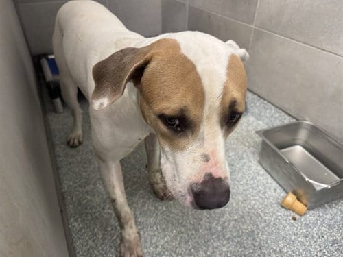 Photo of Chance, adoptable American Bulldog in Garland, Texas