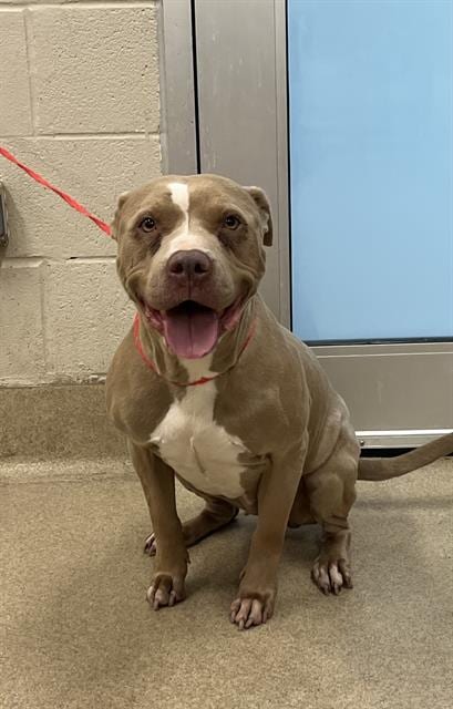 Photo of Clairo, adoptable American Staffordshire Terrier in Grand Prairie, Texas