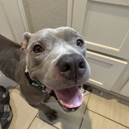 Photo of Bayleaf, adoptable Staffordshire Bull Terrier in Houston, Texas