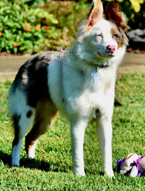 Photo of Macy, adoptable Australian Shepherd in Sussex, New Jersey
