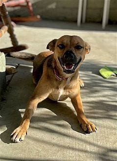 Photo of Tera, adoptable Shepherd (Unknown Type) in Dana Point, California