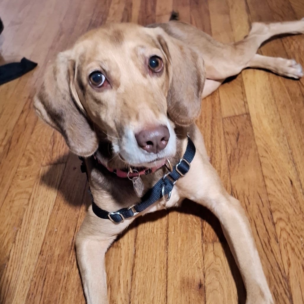 Photo of Dixie, adoptable Hound in Fairfax Station, Virginia