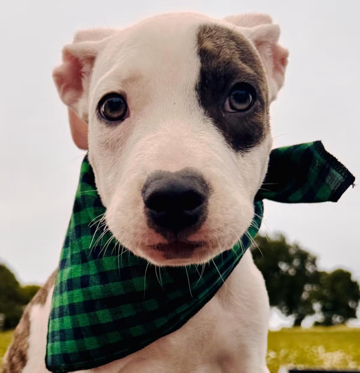 Photo of Clyde, adoptable American Bulldog/American Staffordshire Terrier in HAGERSTOWN, Maryland