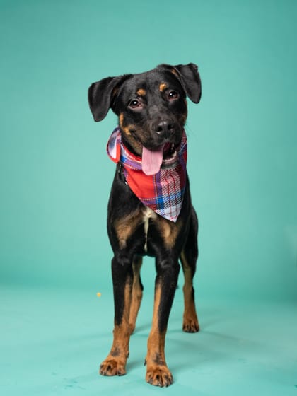 Photo of Leo, adoptable dog in Atlanta, Georgia
