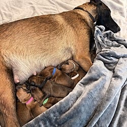 Photo of Pokemon- Baby Togepi (Dark Pink)- Located in Arizona, adoptable Belgian Malinois in Imlay City, Michigan