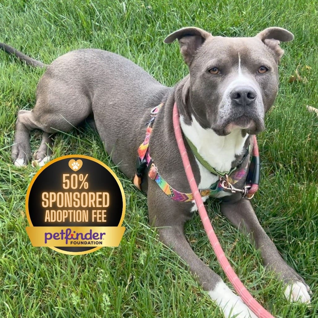 Photo of Juni B. Bones (fka Junious), adoptable Terrier, American Pit Bull in York, Pennsylvania