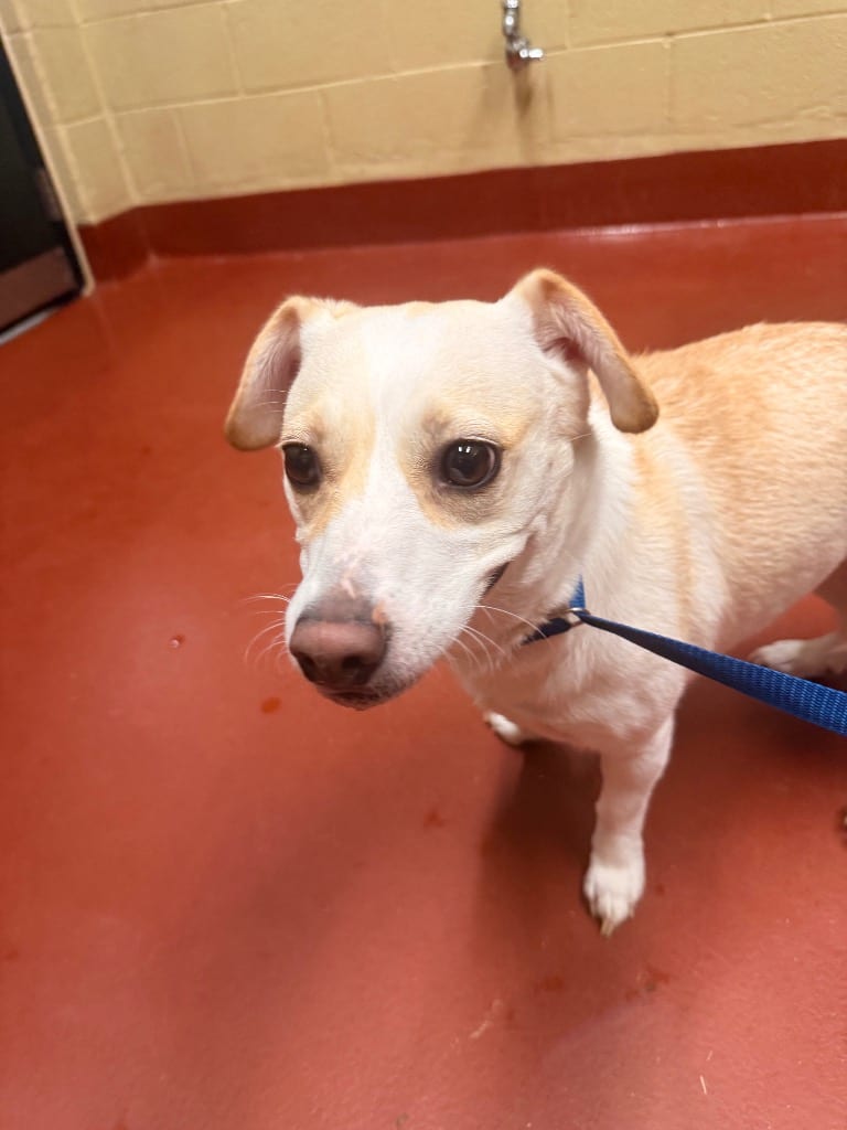 Photo of Cally, adoptable Mixed Breed in Douglasville, Georgia