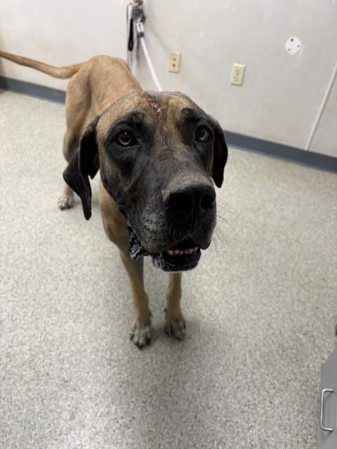 Photo of Brownie, adoptable Great Dane in Visalia, California