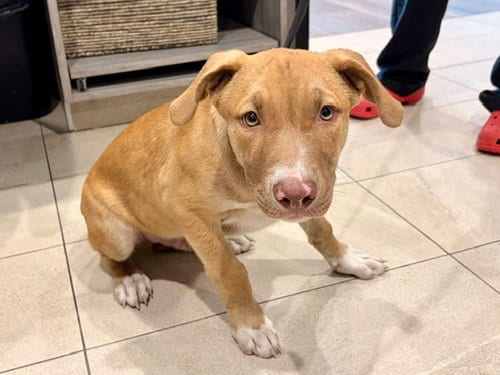 Photo of Biscuit, adoptable Pit Bull Terrier in Garland, Texas