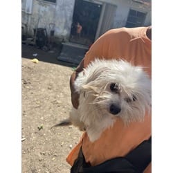 Photo of Mr. Fluff, adoptable Maltese in Doral, Florida