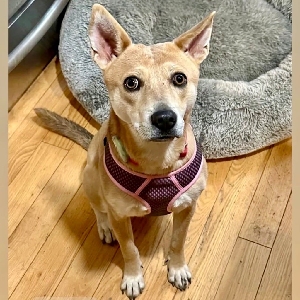 Photo of Nessi, adoptable Mixed Breed in Bloomfield, Connecticut