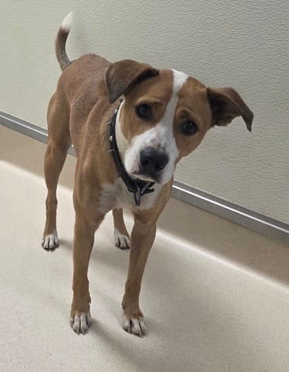 Photo of Dale, adoptable Terrier, Pit Bull/Mix in Raeford, North Carolina