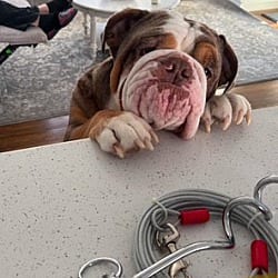 Photo of Biggie, adoptable English Bulldog in Boulder, Colorado