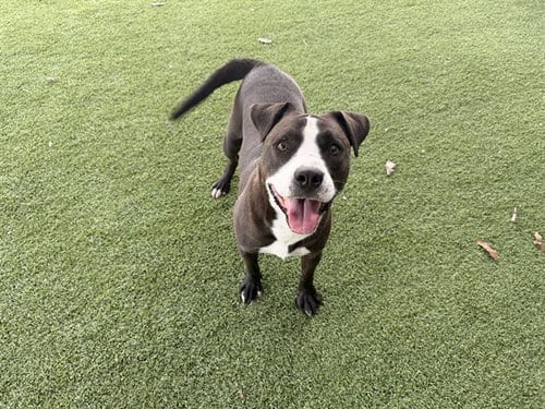 Photo of Hulk, adoptable Pit Bull Terrier in Garland, Texas