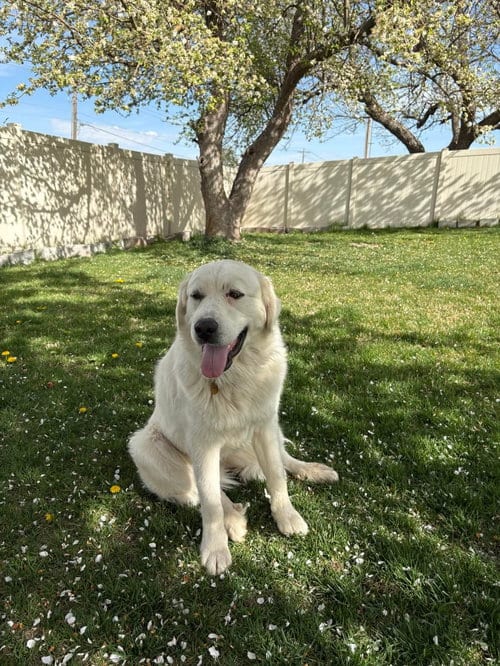 Photo of Miss Maggie, adoptable Great Pyrenees in Bountiful, Utah