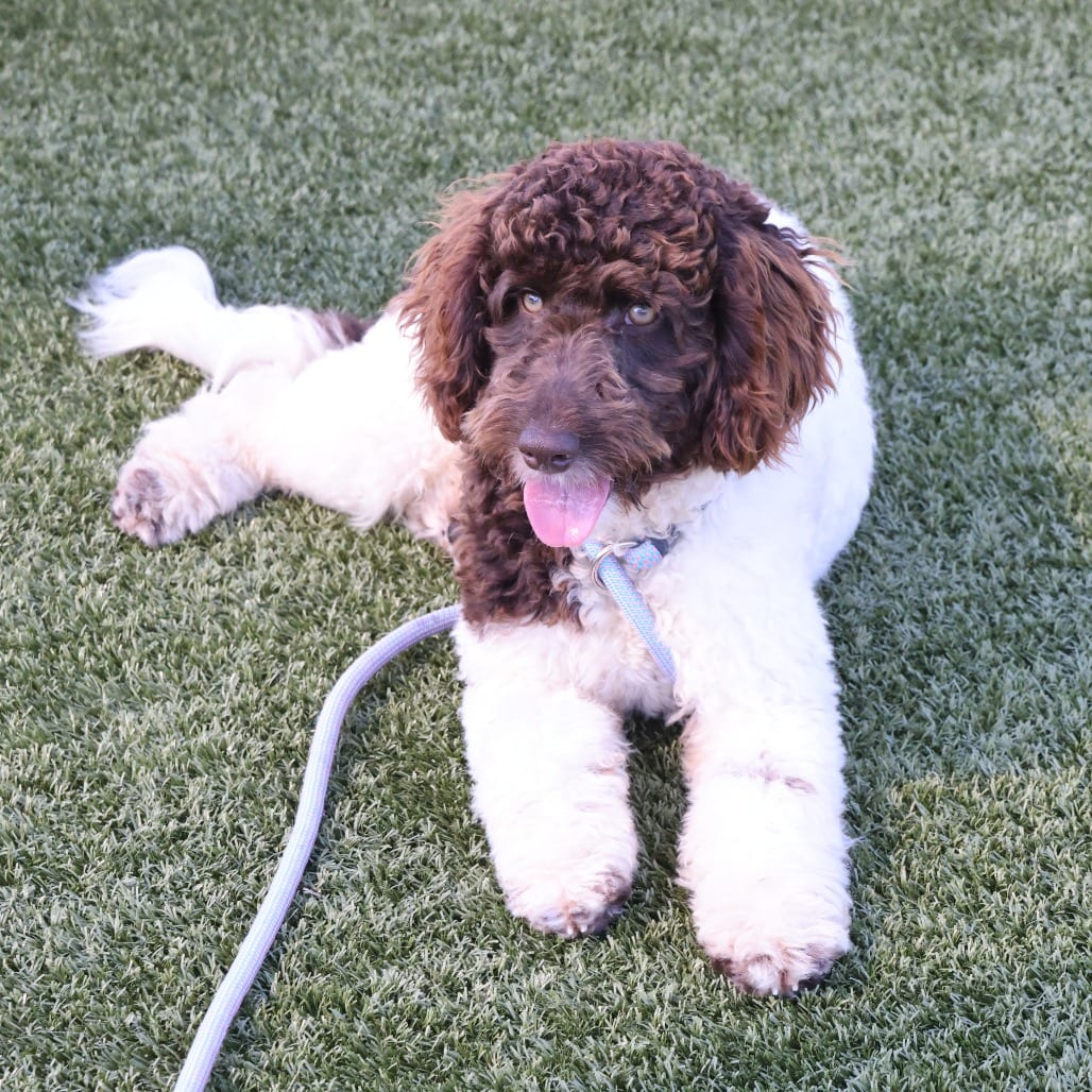 Photo of Joshua, adoptable Poodle, Standard / Mix in Spartanburg, South Carolina