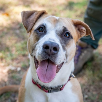 Photo of Cardi B, adoptable dog in Chamblee, Georgia
