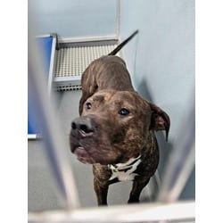 Photo of Tiger, adoptable American Pit Bull Terrier in Baton Rouge, Louisiana