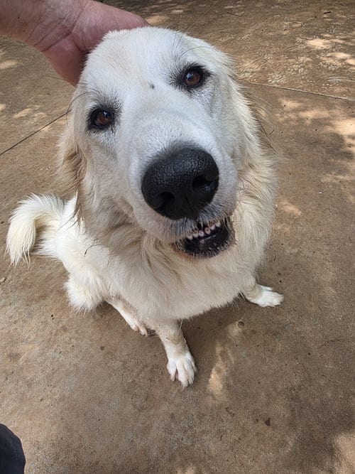 Photo of Bridget, adoptable Great Pyrenees in Thomasville, North Carolina