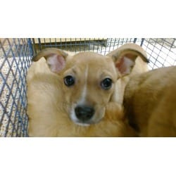 Photo of Stella, adoptable Chihuahua in Doral, Florida