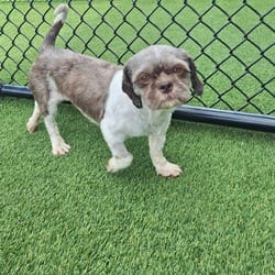 Photo of Oreo 5290, adoptable Shih Tzu Pointer in Loxahatchee, Florida