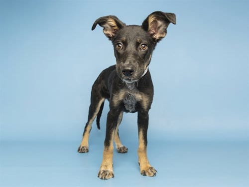 Photo of Shyla, adoptable Chihuahua in Phoenix, Arizona