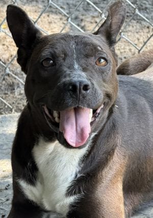 Photo of Elsa, adoptable Pit Bull Terrier in Savannah, Missouri