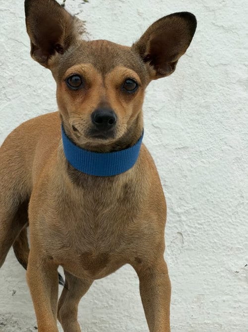 Photo of Mia, adoptable Chihuahua in San Diego, California
