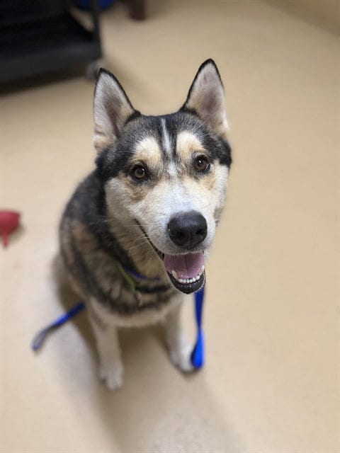 Photo of A275560, adoptable Husky in Chula Vista, California