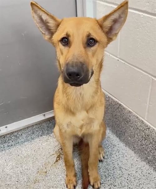 Photo of A661924, adoptable German Shepherd Dog in Houston, Texas