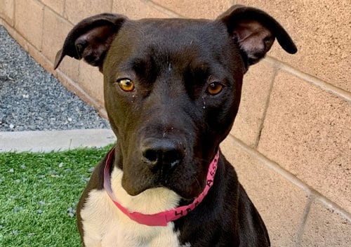 Photo of Inuzuka, adoptable Pit Bull Terrier in Moreno Valley, California