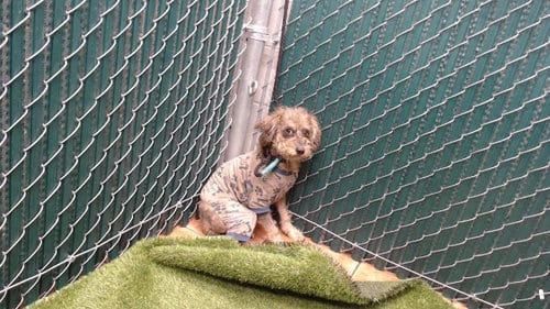 Photo of Harold, adoptable Terrier in Downey, California