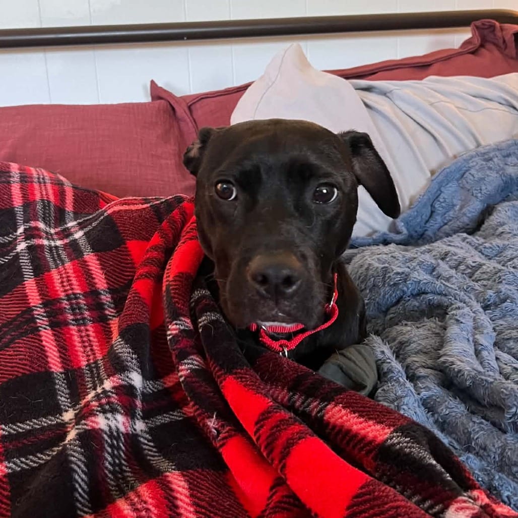Photo of Piglet, adoptable Mixed Breed (Medium) in Chattanooga, Tennessee