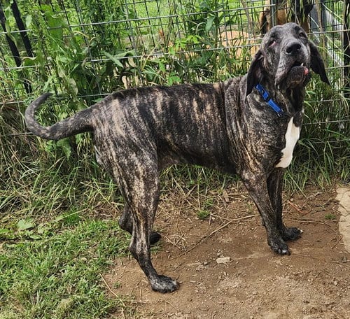 Photo of Aurora, adoptable Fila Brasileiro in Jasper, Alabama