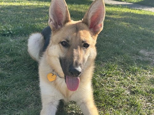 Photo of Stix, adoptable German Shepherd Dog in Riverside, California