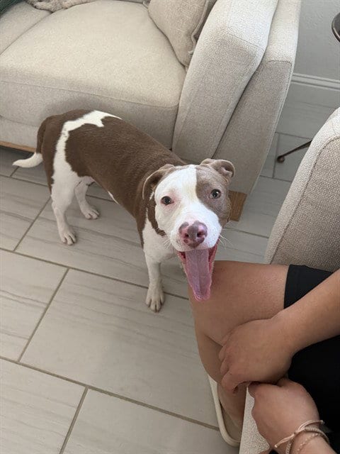 Photo of Yonny, adoptable Pit Bull Terrier in Modesto, California