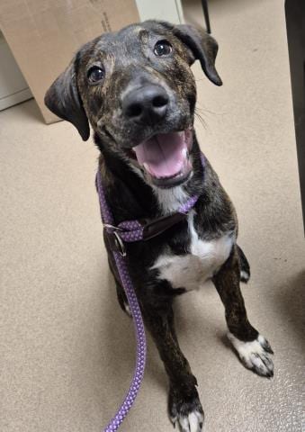 Photo of King Julien, adoptable Pit Bull Terrier in Decatur, Illinois