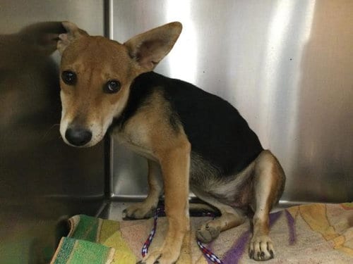 Photo of Tina, adoptable Chihuahua in Riverside, California