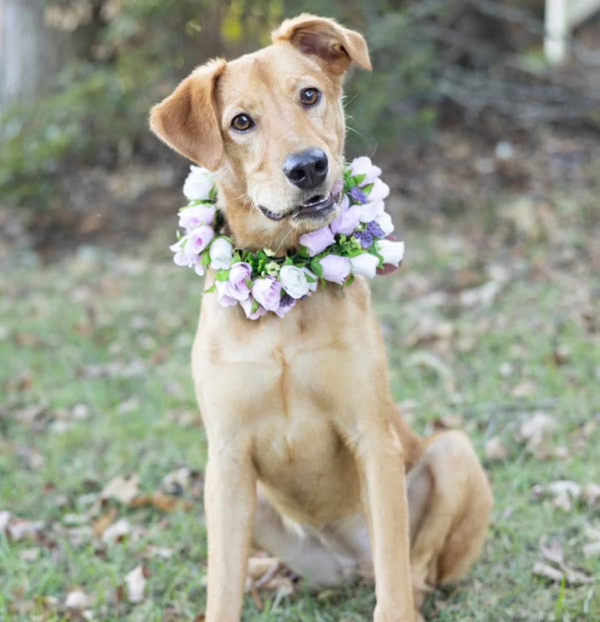 Photo of Flower, adoptable Golden Retriever Labrador Retriever in Glastonbury, Connecticut