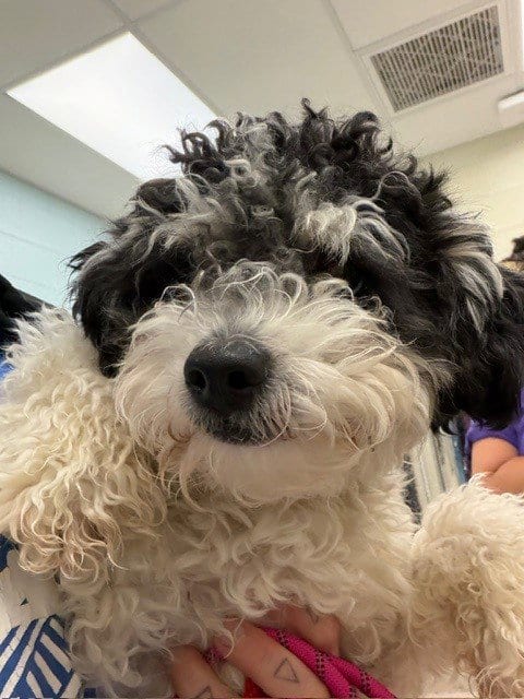 Photo of Toddy, adoptable Maltese in Brighton, Colorado