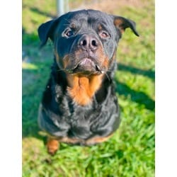 Photo of Maxwell, adoptable Mixed Breed (Medium) in Munster, Indiana