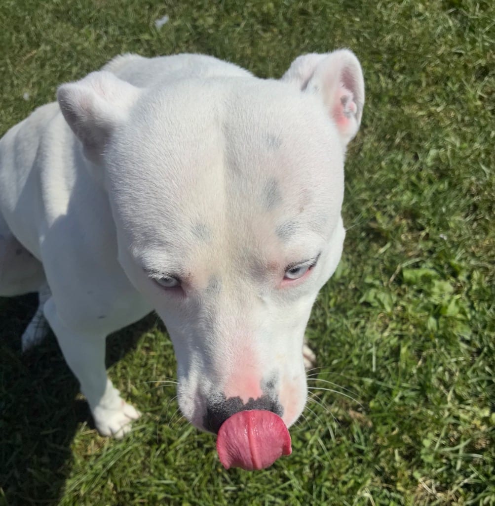 Photo of Casper, adoptable Pit Bull Terrier in New Cumberland, West Virginia