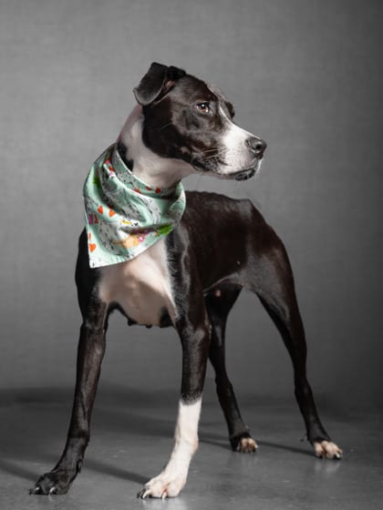 Photo of Tinka, adoptable dog in Atlanta, Georgia