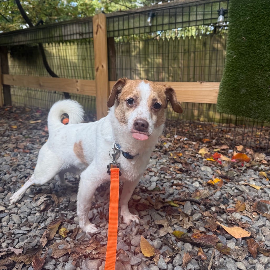 Photo of Roonie, adoptable Terrier, Jack Russell in West Chester, Pennsylvania