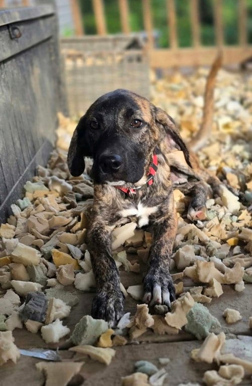 Photo of Beloved Babes : Braham, adoptable Boxer in Aurora, Indiana