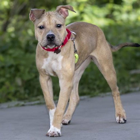 Photo of Ruby, adoptable Pit Bull Terrier in Maryland, Missouri