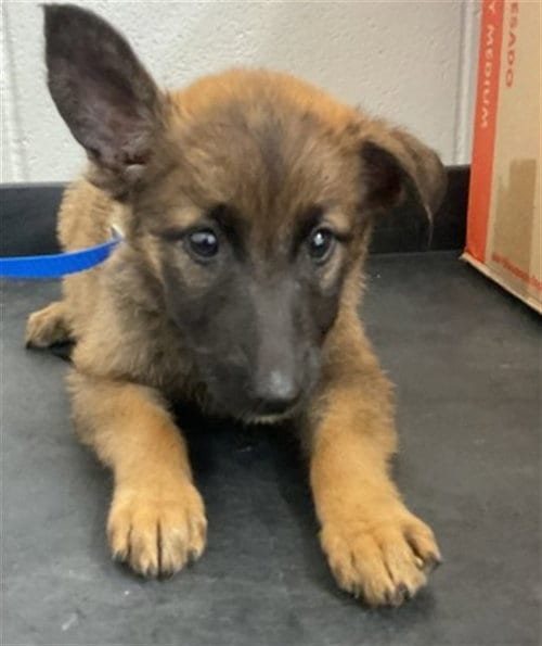 Photo of Phoebe Rain, adoptable German Shepherd Dog in San Bernardino, California