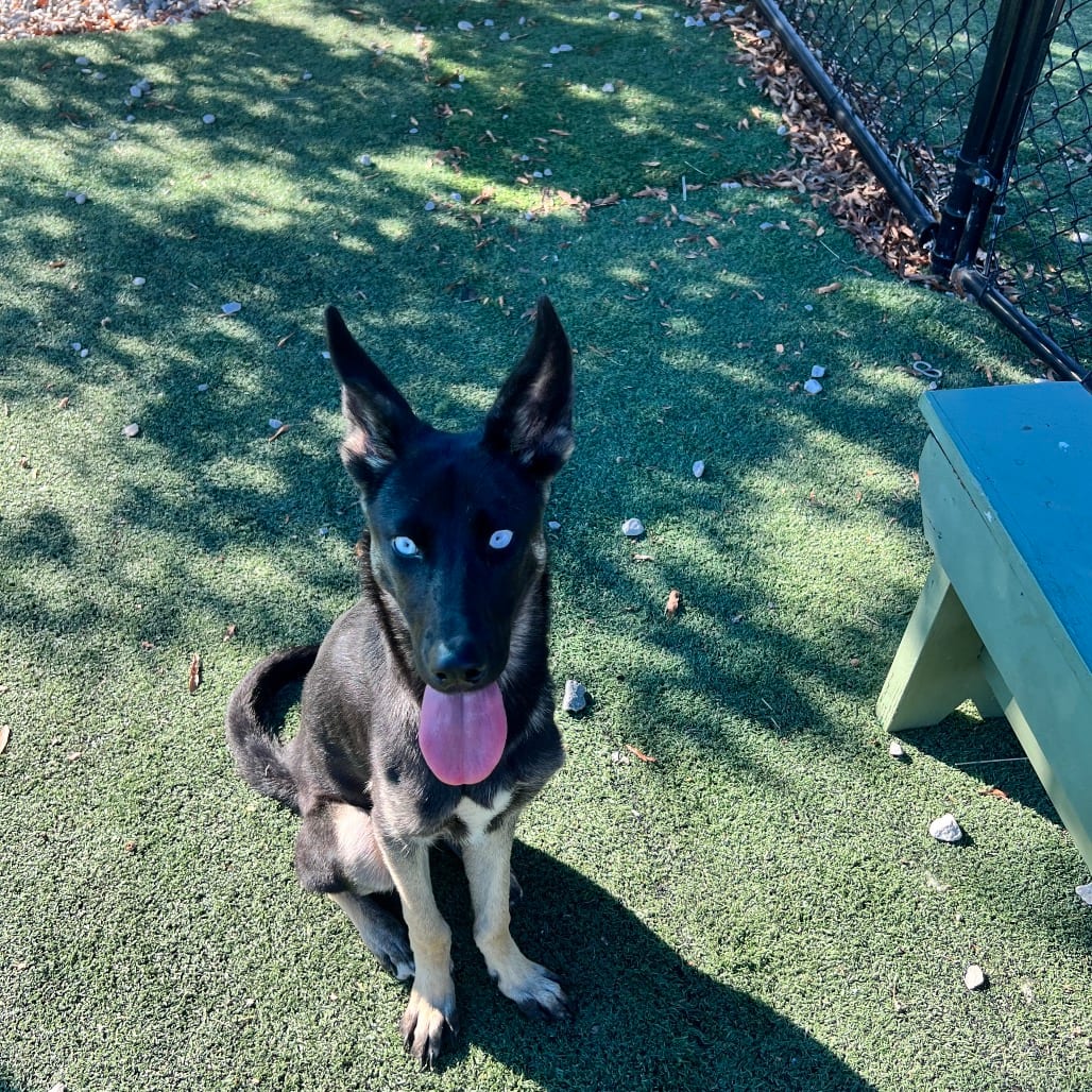 Photo of Yuki, adoptable dog